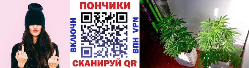 Каннабис SATIVA & INDICA  Харабали 